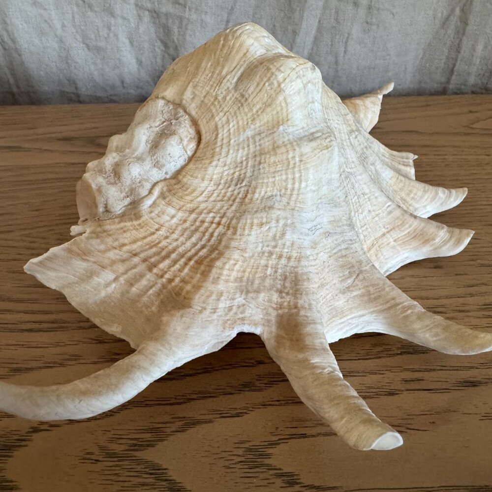 Spider Conch Shell - Picture 8 of 10